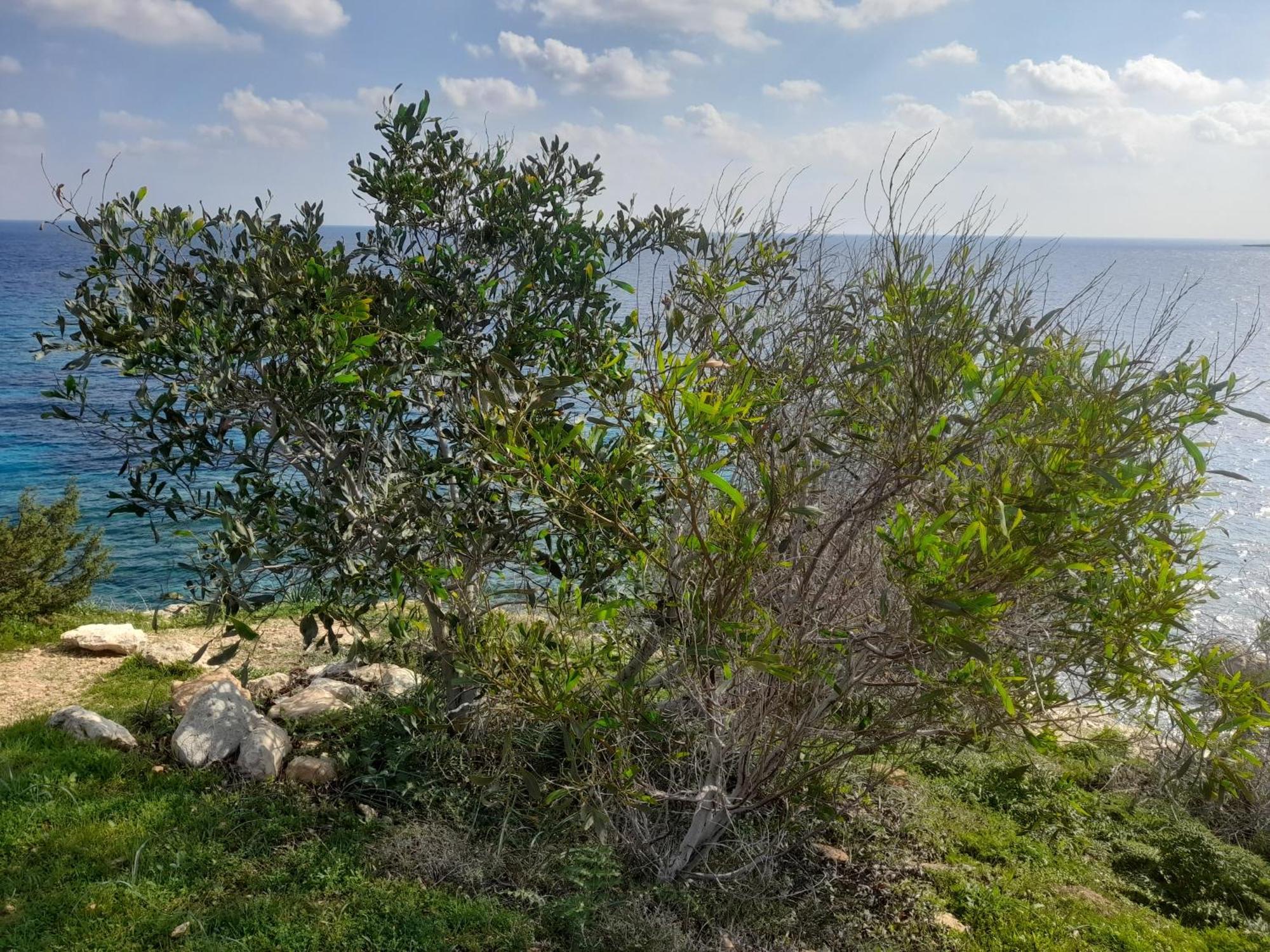 פרוטאראס Marias Villa מראה חיצוני תמונה